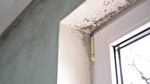 Best Local Mold Removal Service  in Elon, NC