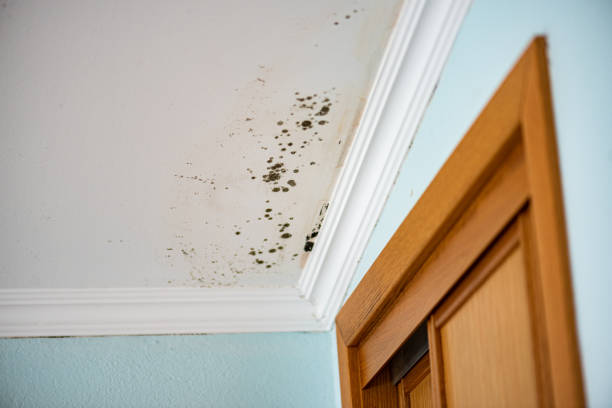 Best Black Mold Removal  in Elon, NC