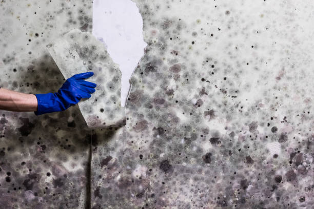 Best Mold Testing  in Elon, NC